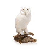 "Snowy Owl" Mount - 1 of 6
