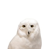 "Snowy Owl" Mount - 4 of 6
