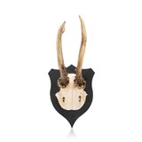 Roe Deer Plaque - 1 of 4