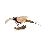 Flying Ringneck Pheasant - 1 of 7