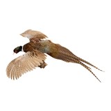Flying Ringneck Pheasant - 3 of 7