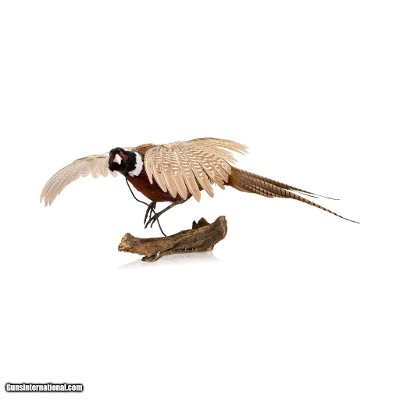 Flying Ringneck Pheasant