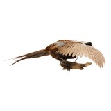 Flying Ringneck Pheasant - 2 of 7