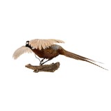 Flying Ringneck Pheasant - 4 of 7