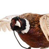Flying Ringneck Pheasant - 5 of 7