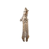Bobcat Fur Pelt - 2 of 3