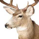 Idaho Mule Deer - 4 of 5