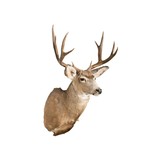 Idaho Mule Deer - 2 of 5