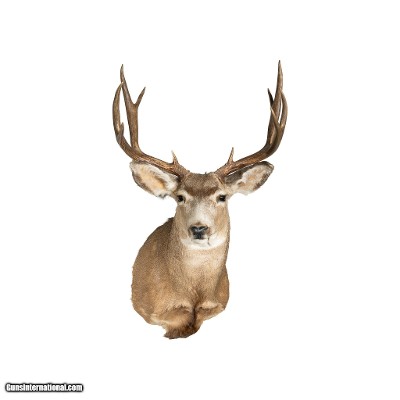 Idaho Mule Deer