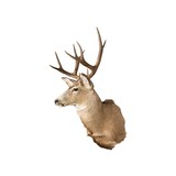 Idaho Mule Deer - 3 of 5