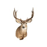 Idaho Mule Deer - 1 of 5