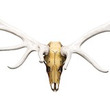 Elk Sculpture by Ron Ernst - 2 of 3