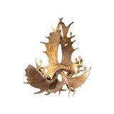 Northern Highland Moose Chandelier - 2 of 5