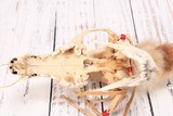 Plateau Style Coyote Skull Medicine Wand - 5 of 8