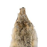 Coyote Fur Pelt - 2 of 5