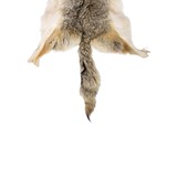 Coyote Fur Pelt - 3 of 5