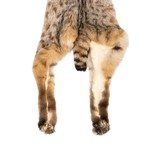 Bobcat Fur Pelt - 4 of 6