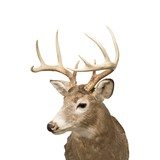 Whitetail Deer Shoulder Mount - 4 of 5