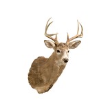 Whitetail Deer Shoulder Mount - 2 of 5