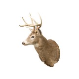 Whitetail Deer Shoulder Mount - 3 of 5