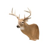 Whitetail Deer Shoulder Mount - 3 of 6