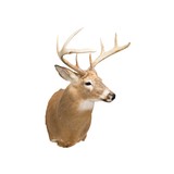Whitetail Deer Shoulder Mount - 2 of 6