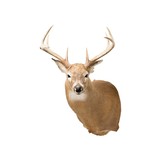 Whitetail Deer Shoulder Mount - 4 of 6