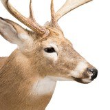 Whitetail Deer Shoulder Mount - 5 of 6