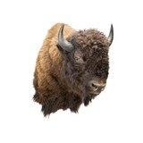 Buffalo Mount - 1 of 6