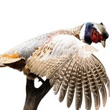 Bobcat and Cock Pheasant Taxidermy - 3 of 6