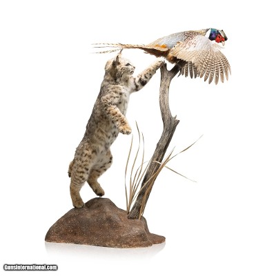 Bobcat and Cock Pheasant Taxidermy