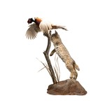 Bobcat and Cock Pheasant Taxidermy - 5 of 6