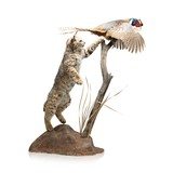 Bobcat and Cock Pheasant Taxidermy