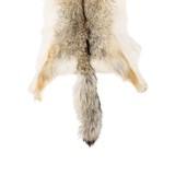 Coyote Hide Fur Pelt - 3 of 5