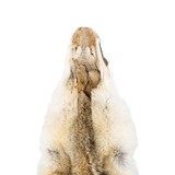 Coyote Hide Fur Pelt - 2 of 5