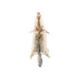 Coyote Hide Fur Pelt - 1 of 5