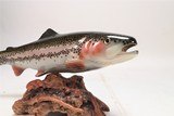 Rainbow Trout Mount - 4 of 5