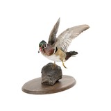 Drake Wood Duck Mount - 2 of 5