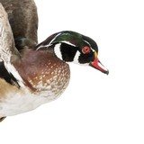 Drake Wood Duck Mount - 4 of 5