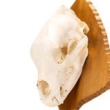 Large Black Bear Skull - 4 of 7