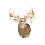 38 Point Mega Monster Whitetail Deer - 2 of 5