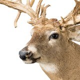 38 Point Mega Monster Whitetail Deer - 4 of 5