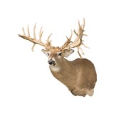 38 Point Mega Monster Whitetail Deer - 1 of 5