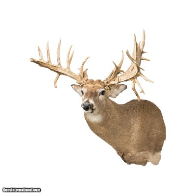 38 Point Mega Monster Whitetail Deer