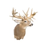 38 Point Mega Monster Whitetail Deer - 3 of 5