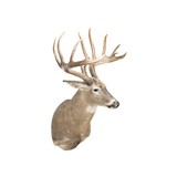South Texas Brush Buck Whitetail Deer - 3 of 6