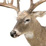 South Texas Brush Buck Whitetail Deer - 4 of 6