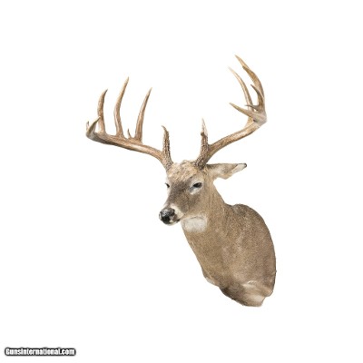 South Texas Brush Buck Whitetail Deer