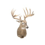 South Texas Brush Buck Whitetail Deer - 2 of 6