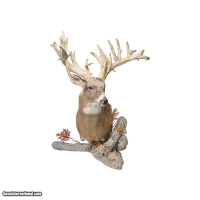 39 Point Non-Typical Whitetail Deer